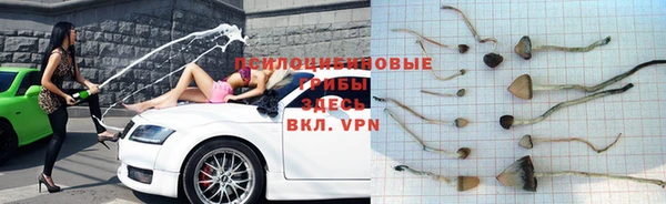 стафф Аркадак